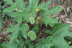 Girardinia diversifolia